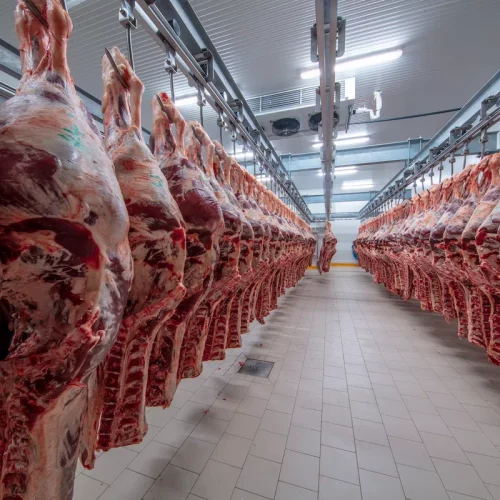 Cold room in meat company