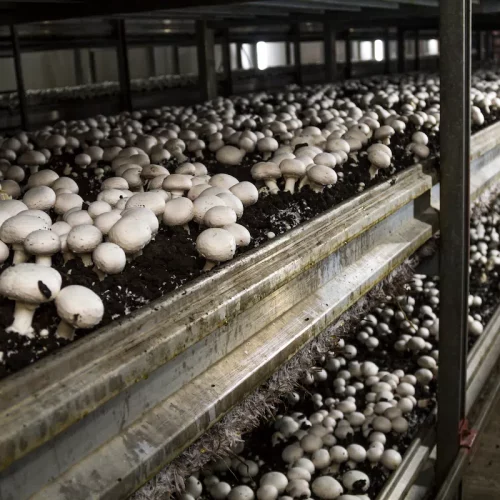 Mushroom production company